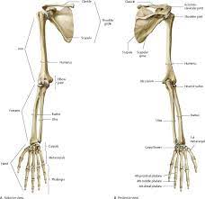 Pin By Habib Hussain On Anatomy Diagrams Anatomy Bones Upper Limb Anatomy Human Muscle Anatomy