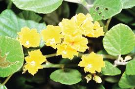 Image result for Cordia sp.A.