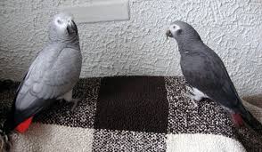 All About African Grey Parrots African Grey Parrot African Grey African Grey Parrot Timneh African Grey