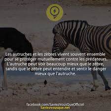 Epingle Par Ccil Sur Saviez Vous Que Saviez Vous Que Citations Rire Le Savier Vous