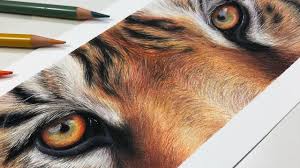 Easy step by step tutorial on how to draw a bengal tiger ( striped ), pause the video at every step to follow the steps carefully. Howto Draw A Realistic Tiger Eye Study With Colored Pencil Eye Drawing Color Pencil Drawing Realistic Drawings