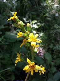 Image result for Ligularia sibirica