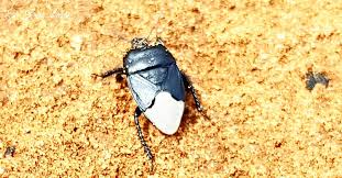 Image result for Cyperus aterrimus