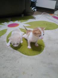 Anne Ve 2 Yavru Cins Kedi Bursa Bilmiyorum Kedi Sahiplendirme