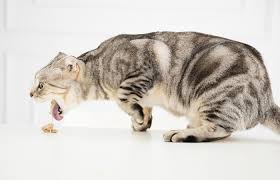 It's important if your cat is vomiting regularly to address diet as a central cause. Cat Throwing Up Foam What You Need To Know We Re All About Cats