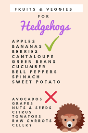 Need Some Help With Planning Your Hedgehogs Diet Heres A Handy Chart Of Some Acceptable And Not Acceptable Veggies D In 2020 Hedgehog Pet Hedgehog Food Hedgehog Diet