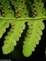 Image result for Gymnosporia oxycarpa