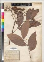 Image result for Aporrhiza