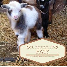 Is My Goat Kid Fat The Thrifty Homesteader