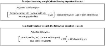 Using The Adjusted Weaning Weight Formula And The Adjusted Yearling Weight Formula We Are Able To Keep A Good Record Of Each What Ea Yearling Weaning Farm Life