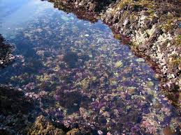 Duxbury Reef Tide Pools Bolinas Ca California Beaches