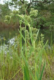 Image result for Fuirena stricta