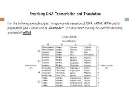 Amino acid building blocks of organisms chart procedure: 30 Transcription And Translation Summary Worksheet Answers Worksheet Project List