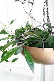 The Complete Hoya Carnosa Care Guide You Need To Read Best Indoor Hanging Plants Hanging Plants Hanging Plants Indoor