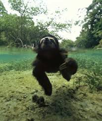 10 Fun Facts About Sloths Fun Facts About Sloths Sloth Sloth Facts