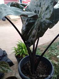 Talas Hitam Steemit