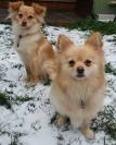 Pomchi (Pomeranian Chihuahua mix) Info, Temp, Puppies ...