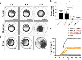 Image result for Heteromorpha sp. agg.