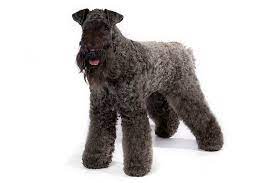 We did not find results for: Kerry Blue Terrier Dog Breed Information