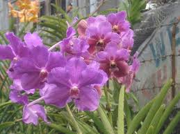 From the moment you hear those lifting words, you realize it's true. Ochids Waling Waling Orchids Flowers Plants