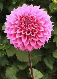 Elma Elizabeth Dahlia Davey Gardens Large Decorative Dahlia Flower Dahlias Garden