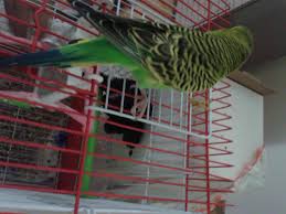 ayagi kirik muhabbet kusu acil