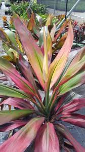Cordyline Hilo Rainbow Plants Foliage Garden