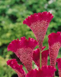 Pin On Wedding Flowerss