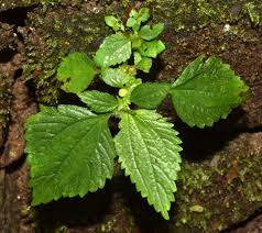 Image result for Lecanthus