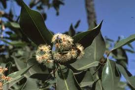 Image result for Syzygium cordatum ×  guineense