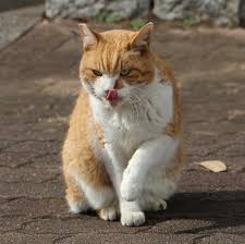 地域猫 野良猫を排除ではなく繁殖を制限 Sippo シッポ