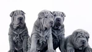 Why buy a shar pei puppy for sale if you can adopt and save a life? Shar Pei Dogs Looking At Stock Footage Video 100 Royalty Free 6888118 Shutterstock
