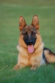 6 weeks old purebreed male german shepherd for sale. Delicious German Shepherd Dog Puppy German Shepherd Dogs Shepherd Dog German Dogs