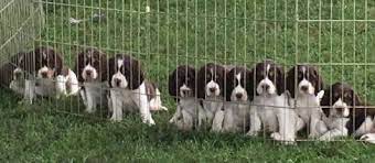 Maybe you would like to learn more about one of these? Fourb Puppy Page Four B Farm