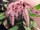 Female Rose Hair Tarantula