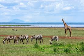 Image result for Uvaria tanzaniae