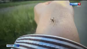 Природными катаклизмами учёные объясняют небывалое нашествие комаров и  мошек в Омске - ГТРК Иртыш