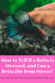 How To Tell If A Betta Is Stressed And Can A Betta Die From Stress In 2020 Betta Betta Fish Care Betta Fish