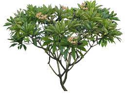 Image Title Tree Photoshop Plumeria Tree Tree Plan Photoshop