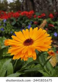 Image result for Philyrophyllum schinzii