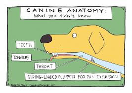 Who Could Have Guessed Veterinary Memes Vet Tech Humor Veterinary Humor