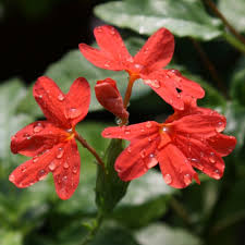 Image result for Crossandra nilotica