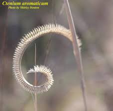 Image result for Ctenium