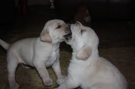 We did not find results for: Labrador Retriever Puppies For Sale Prescott Az 258180