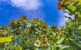 Image result for Anacardium occidentale