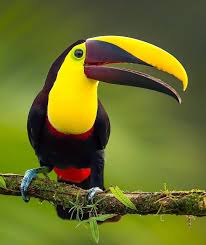 Tropical Black Bird With Large Beak Featuring Standout Bird Pics On Instagram Yellow Throated Toucan By Jeffreypkarnes Birds Your Best Birds Bestbirdshots B Oiseaux Animaux Art Feerique