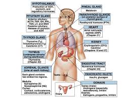 Theresia aprilia susanti (138114026) brigita lusitawati (138114027) 2. Patofisiologi Sistem Endokrin Pdf Free Download