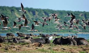 Image result for Brazzeia