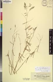 Image result for Indigastrum parviflorum