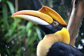 This species is threatened by widespread habitat destruction and hunting. Birdy Spotlight Hornbills Zootampa At Lowry Park